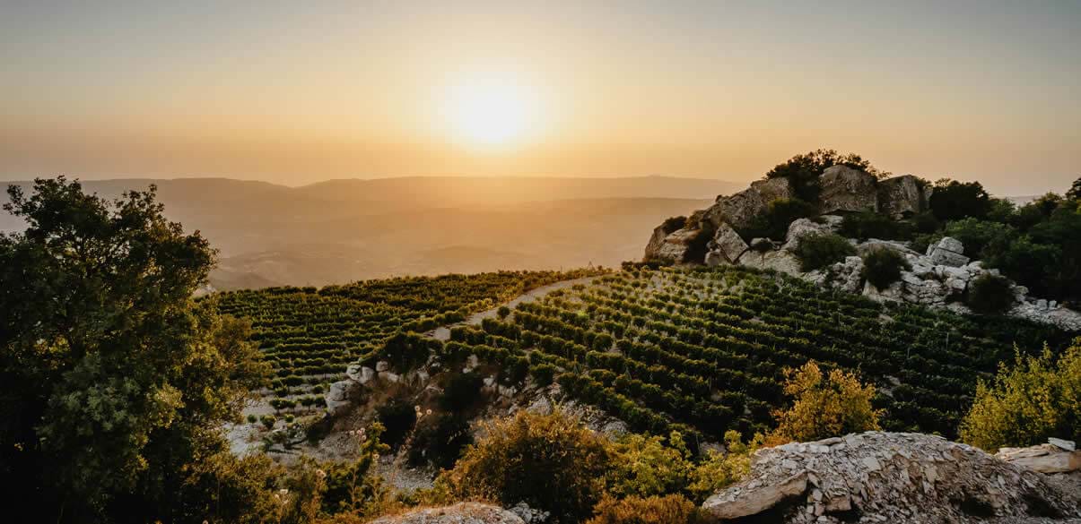 Secrets Of The Vine Tours