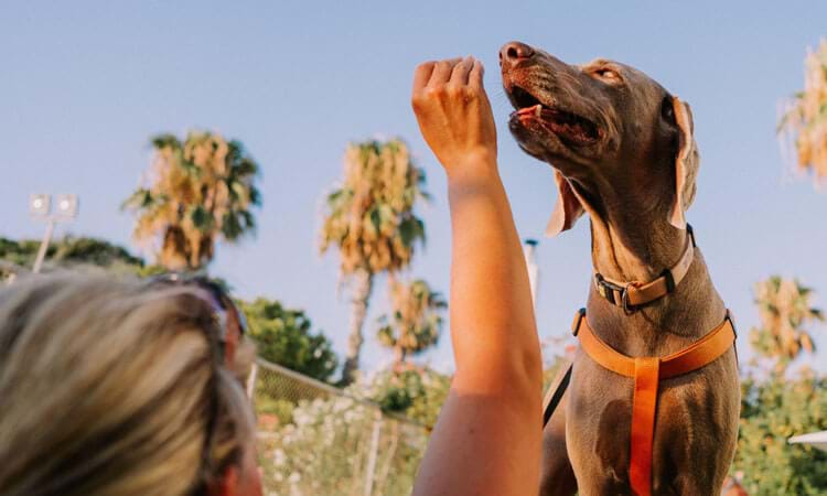 Pets at Almyra