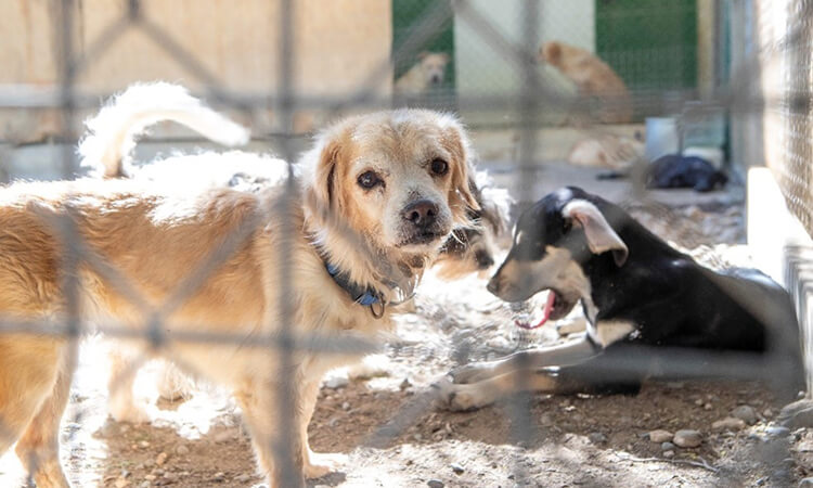 Simba Animal Aid Cyprus
