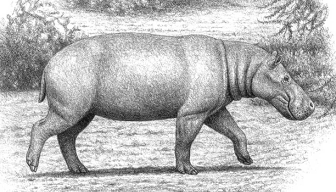 Dwarf Hippopotamus