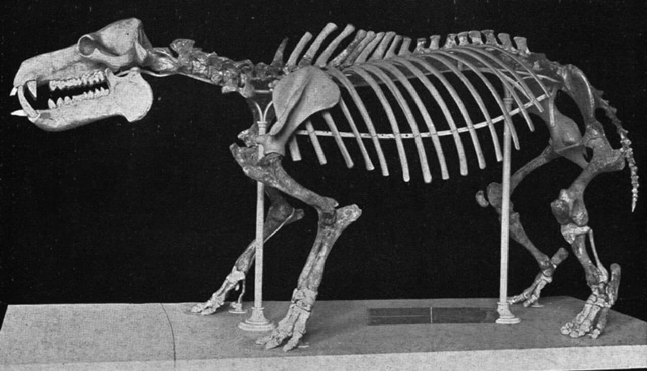 The ancestors of the Cyprus dwarf hippopotamus 