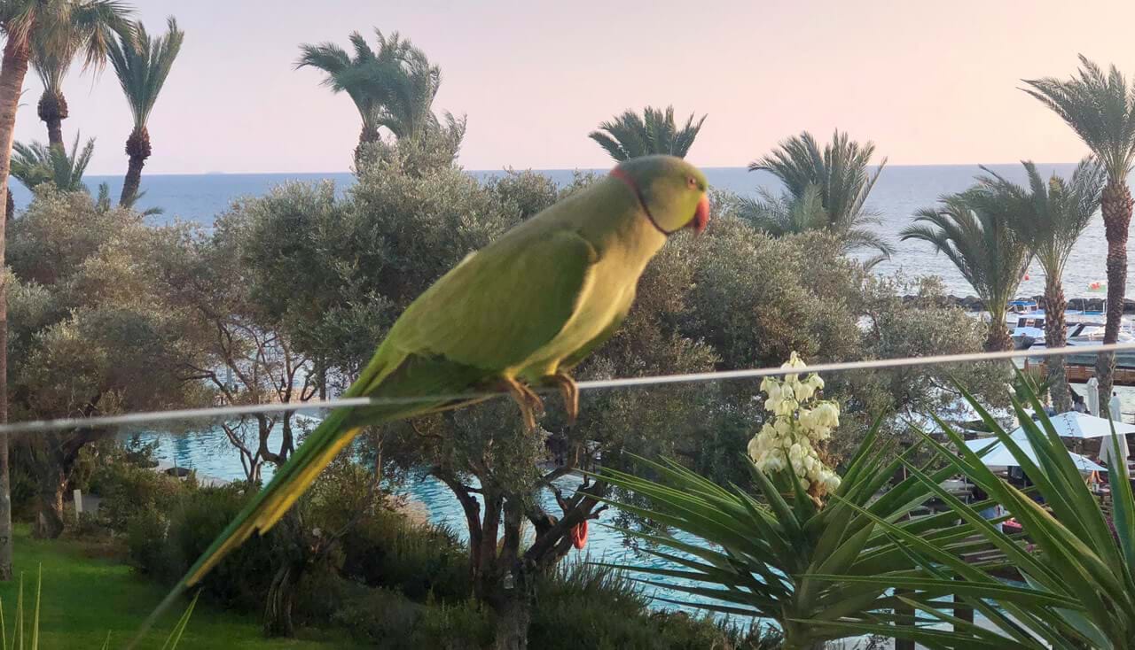 Meet Filippas the Almyra Parrot